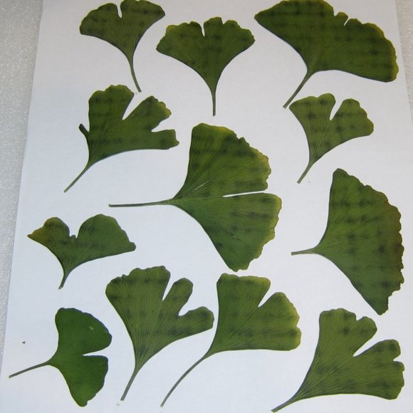 50 PCS Ginkgo Biloba Pressed Craft Leaves - Picture 5 of 5